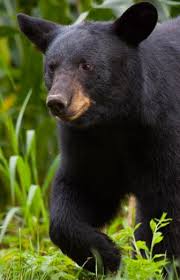 Protecting Forest Animals
